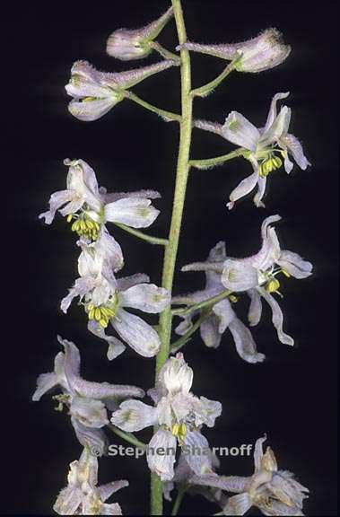 delphinium hansenii ssp hansenii 4 graphic